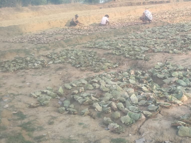 Chandauli News:तेंदू पत्ता सूखा नहीं,उम्मीदें सूख गई- मजदूरी का इंतजार करती आंखें