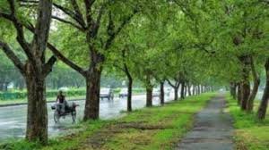 वन विभाग सड़कों के किनारे लगाएगा 1.14 करोड़ पौधे
