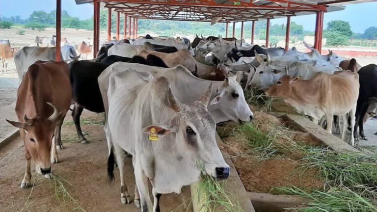 किसान गोद ले सकेंगे 1 से 4 गोवंश, बनेंगे कैटल शेड और लगेंगी स्मॉल बायोगैस यूनिटें
