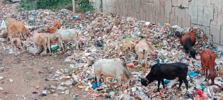 नगर निगम की लापरवाही , महा पुरुषो का होरहा अपमान  लालबहादुर शास्त्री के मूर्ति के पास लगा कूड़े का अम्बार