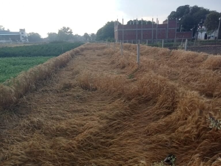 तेज हवा के साथ हुई बारिश से गेहूं की कटाई ठप,चिंतित हुए किसान